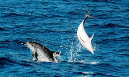 Whale & Dolphin Watching Corralejo